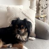 Foto de perro perdido en Fontnay Le Fleury