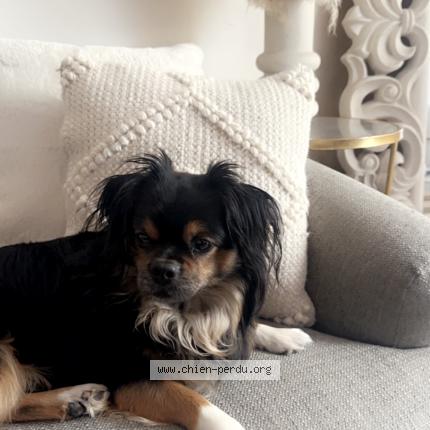 Foto 1/1 Wolf Chien perdido en Fontnay le fleury