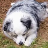 Foto de perro perdido en Mesquite