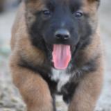 Foto de perro perdido en Fleac