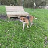 Foto de perro encontrado en St Senoux