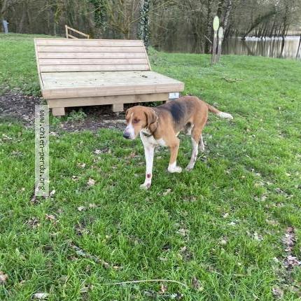 Foto 1/1 Perro encontrado Encontrado en St senoux