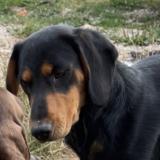 Foto de perro perdido en Theuley