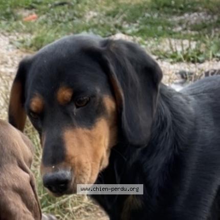 Foto 1/1 Urus Chien perdido en Theuley