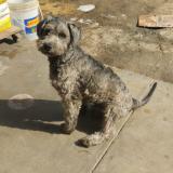 Foto de perro perdido en Imperial