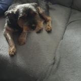 Foto de perro perdido en Kerfot