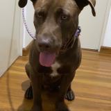 Foto de perro encontrado en Lima