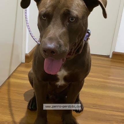 Foto 1/4 Perro encontrado Encontrado en Lima