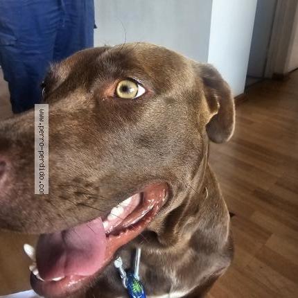 Foto 2/4 Perro encontrado Encontrado en Lima