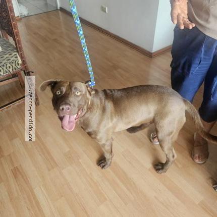 Foto 3/4 Perro encontrado Encontrado en Lima