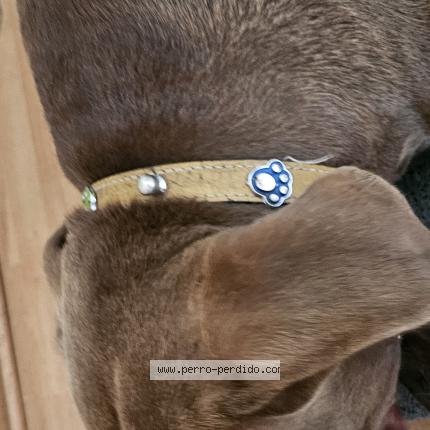 Foto 4/4 Perro encontrado Encontrado en Lima