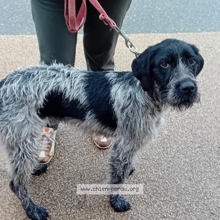 Foto 1/1 Perro encontrado Encontrado en Corronsac