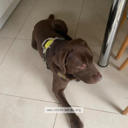 Foto 1/1 Perro encontrado Encontrado en Nimes