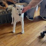 Foto de perro perdido en Gonneville Sur Mer