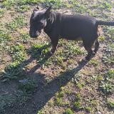 Foto de perro perdido en Monteux