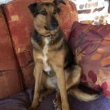 Foto de perro perdido en Villepot