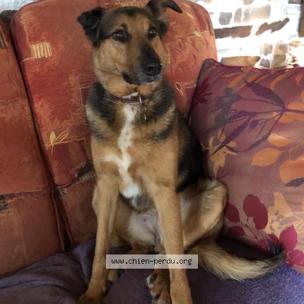 Foto 1/1 Rita Chien perdido en Villepot