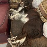 Foto de perro perdido en Octeville Sur Mer