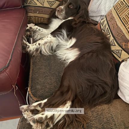 Foto 1/1 Nelson Chien perdido en Octeville sur mer