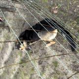 Foto de perro encontrado en Soustons