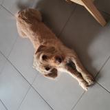 Foto de perro perdido en Rauzan