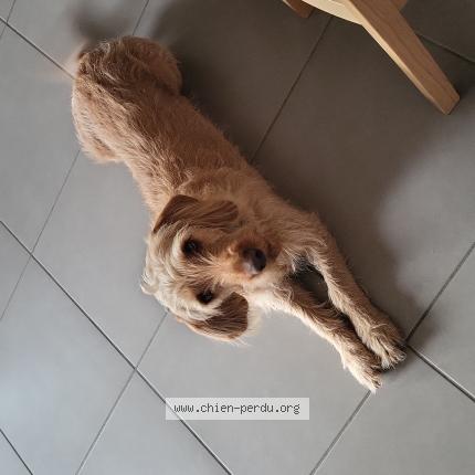 Foto 1/1 Sunny Chien perdido en Rauzan