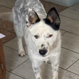 Foto de perro perdido en Marsolan