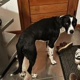 Foto de perro encontrado en Voiron