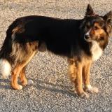 Foto de perro perdido en Marsolan