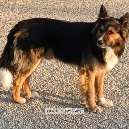 Foto 1/1 Tom Perro perdido en Marsolan