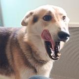 Foto de perro perdido en Montmirail