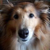 Foto de perro perdido en Chatel