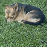 Foto de perro perdido en Audenge