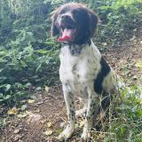 Foto de perro perdido en Curtil Sous Buffieres