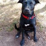 Foto de perro perdido en La Palme
