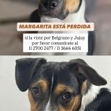 Foto de perro perdido en Caba