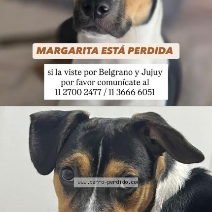 Foto 1/1 Margarita Perro perdido en Caba