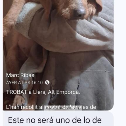 Foto 1/1 Perro encontrado Encontrado en Llers