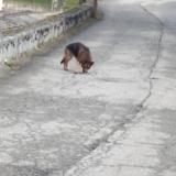 Foto de perro encontrado en Tarascon Sur Ariege