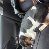 Foto de perro encontrado en Cordemais