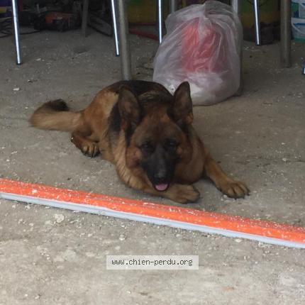 Foto de perro perdido en Montelimar