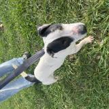 Foto de perro encontrado en Freigne