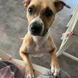 Foto de perro perdido en Villenave D Ornon