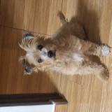 Foto de perro encontrado en San Martin De Porres