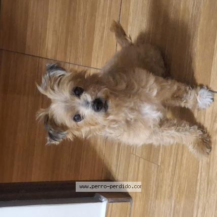 Foto 1/1 Perro encontrado Encontrado en San martin de porres