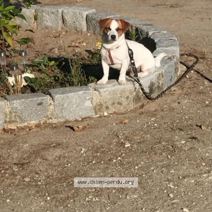 Foto 1/1 Princesse Chien perdido en Les eglisottes