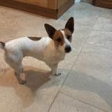 Foto de perro perdido en Larnas