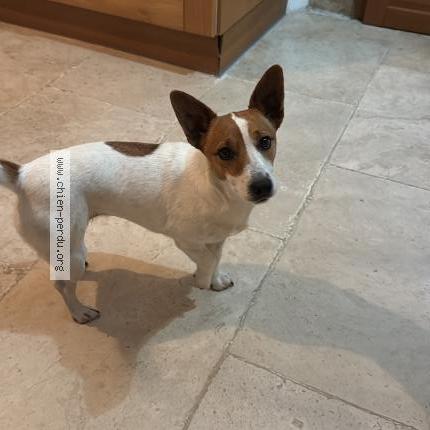 Foto 1/2 Pepita Chien perdido en Larnas