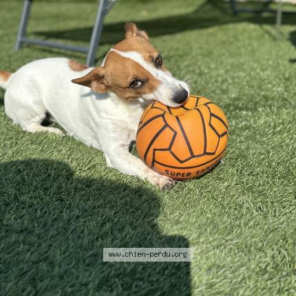 Foto 2/2 Pepita Chien perdido en Larnas