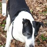 Foto de perro perdido en Ayzieu